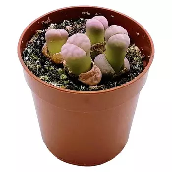 Литопс Orangery lithops spp 6/6