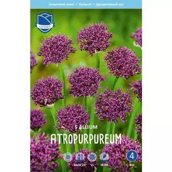 Лук декоративный Lefeber Atropurpureum 5 шт