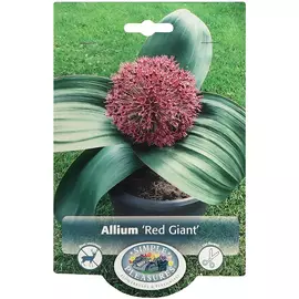 Лук Simple Pleasures Red Giant 5 шт