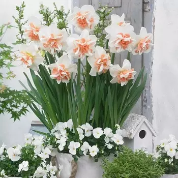 Луковицы Lefeber Нарцисс delnashaugh 5шт