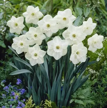 Луковицы Lefeber Нарцисс stainless 5шт