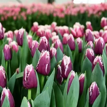 Луковицы Lefeber Тюльпан san martin 10шт