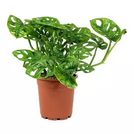 Монстера Orangery monstera adansonii 13/40