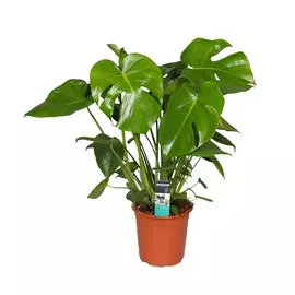 Монстера Orangery monstera deliciosa 21/80