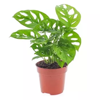 Монстера Orangery monstera oblique 17/30