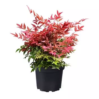 Нандина Orangery nandina domestica 17/40