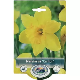 Нарцисс Simple Pleasures Carlton 5 шт
