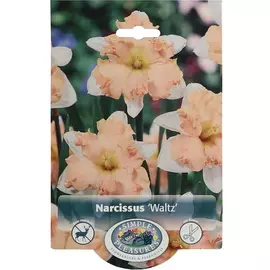 Нарцисс Simple Pleasures Waltz 5 шт