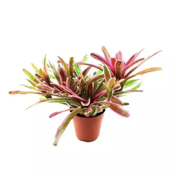 Неорегелия Orangery neoreg.fancy 12/30