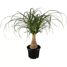 Нолина Orangery nolina recurvata 14/40