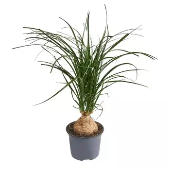 Нолина Orangery nolina recurvata 5/25