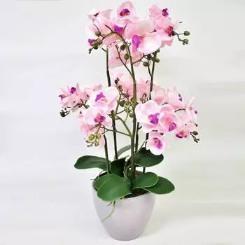 Орхидеи фаленопсис Конэко-О в кашпо 65 см