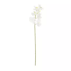 Орхидея белого цвета Конэко-о высота 100 /40+60/ см