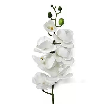 Орхидея фаленопсис Конэко-О 55421 76 см