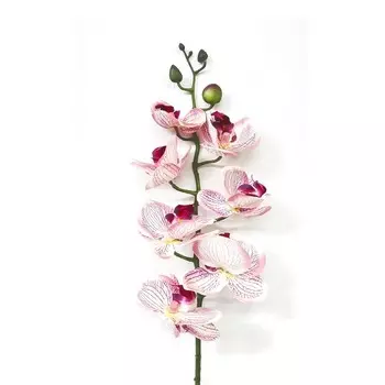 Орхидея фаленопсис Конэко-О 55621 76 см