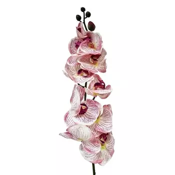 Орхидея фаленопсис Конэко-О 65921 102 см