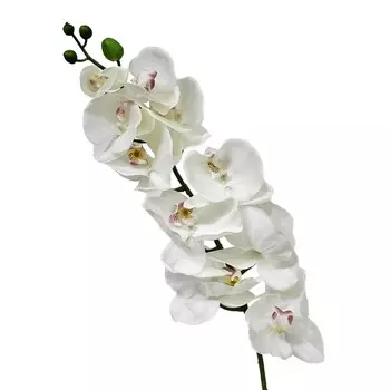 Орхидея фаленопсис Конэко-О 76421 102 см