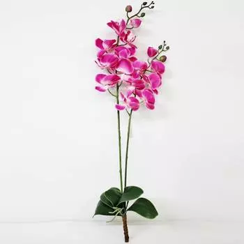 Орхидея фаленопсис с листьями Конэко-О KR_820 90 см