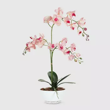 Орхидея Конэко-О 556_791 в закругленном кашпо лодочка 65 см