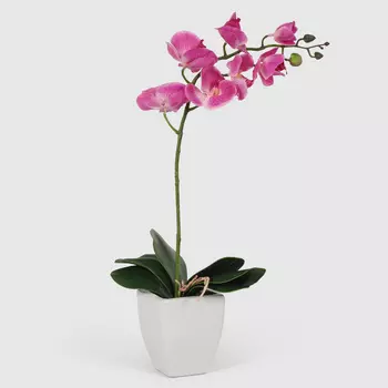 Орхидея Конэко-О 566_10159_185 в белом кашпо 60 см