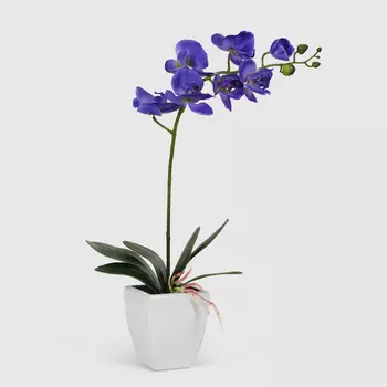 Орхидея Конэко-О 567_10159_185 в белом кашпо 60 см