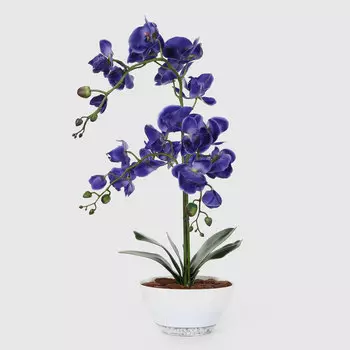 Орхидея Конэко-О 567_800 кашпо лодочка 65 см