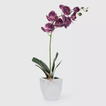 Орхидея Конэко-О 572_10159_185 в белом кашпо 60 см