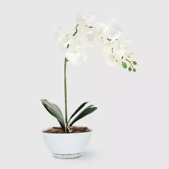Орхидея Конэко-О 657_182 в кашпо лодочка 55 см