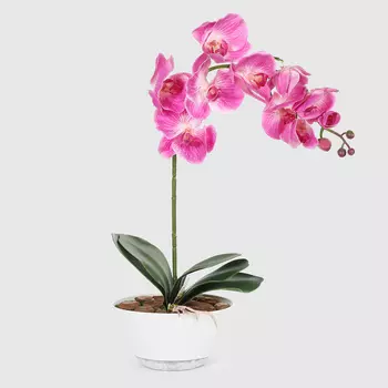 Орхидея Конэко-О 669_182 кашпо лодочка 55 см