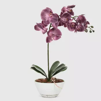 Орхидея Конэко-О 680_182 кашпо-лодочка 55 см