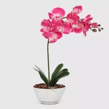 Орхидея Конэко-О 706_182 кашпо-лодочка 55 см