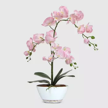 Орхидея Конэко-О нежно-розовая в белом кашпо лодочка 65 см