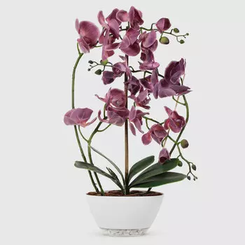 Орхидея закругленное кашпо Конэко-О лодочка 65 см (572_812)