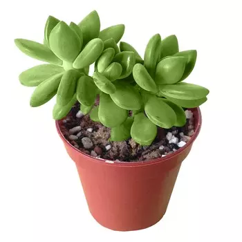 Пахифитум El pachyphytum comp.rose 6/5 tr