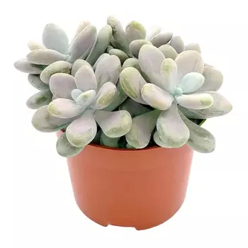 Пахифитум Orangery pachyphytum oviferum 12/14