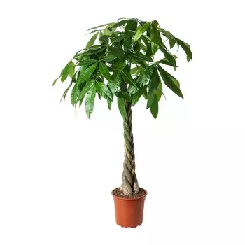 Пахира Orangery pachyra aquatica 14/50