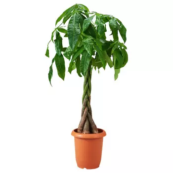 Пахира Orangery pachyra aquatica 19/90