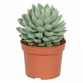 Пахиверия Orangery pachyveria schneid draco 9/15