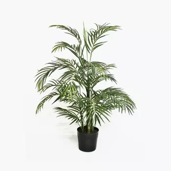 Пальма арека Конэко-О 105 см