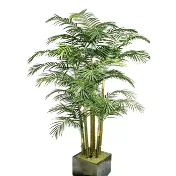 Пальма арека Конэко-О 228 см