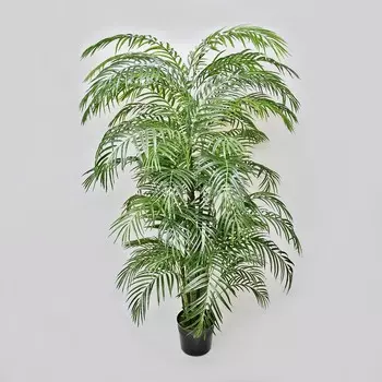 Пальма арека Конэко-О 275 см