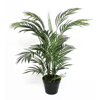 Пальма арека Конэко-О 75 см