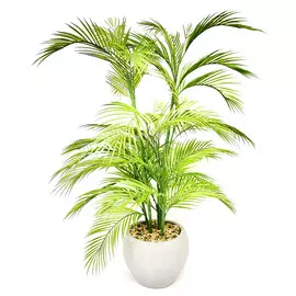 Пальма в керамическом кашпо Конэко-О