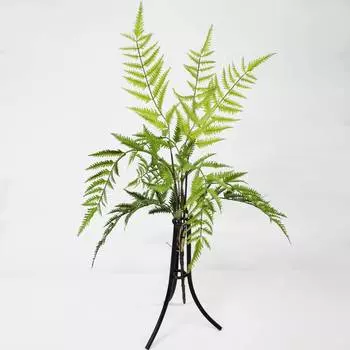 Папоротник Конэко-О KR_10132 60 см