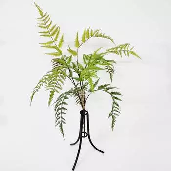 Папоротник Конэко-О KR_10133 60 см