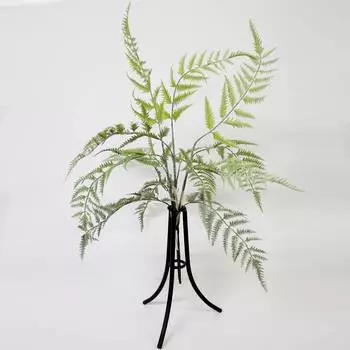 Папоротник Конэко-О KR_10134 60 см