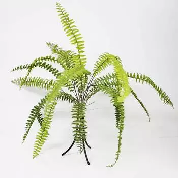 Папоротник Конэко-О KR_10139 60 см