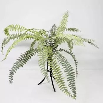 Папоротник Конэко-О KR_10140 60 см