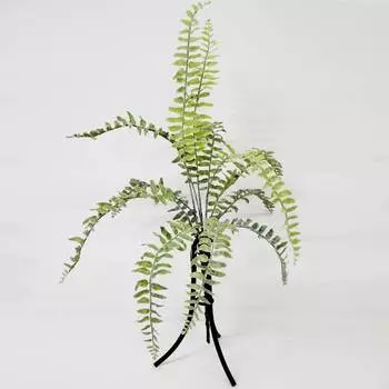 Папоротник Конэко-О KR_10141 60 см