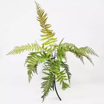 Папоротник Конэко-О KR_10142 60 см